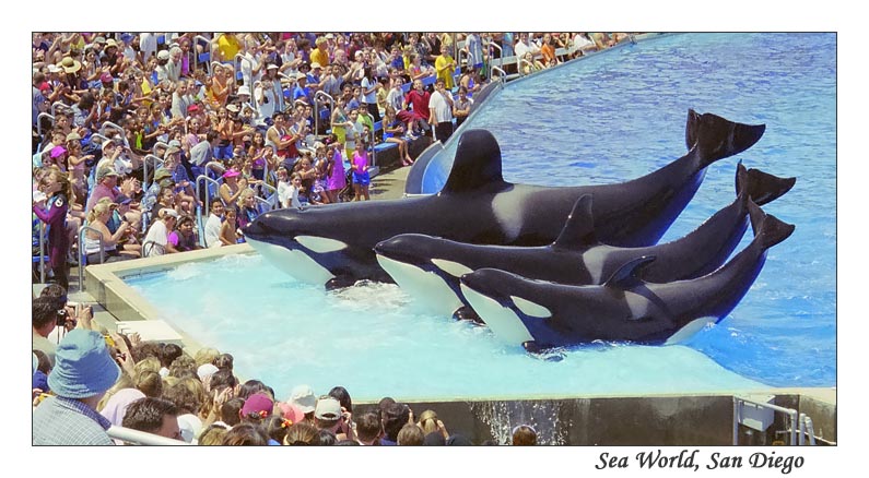 ������� � Sea World